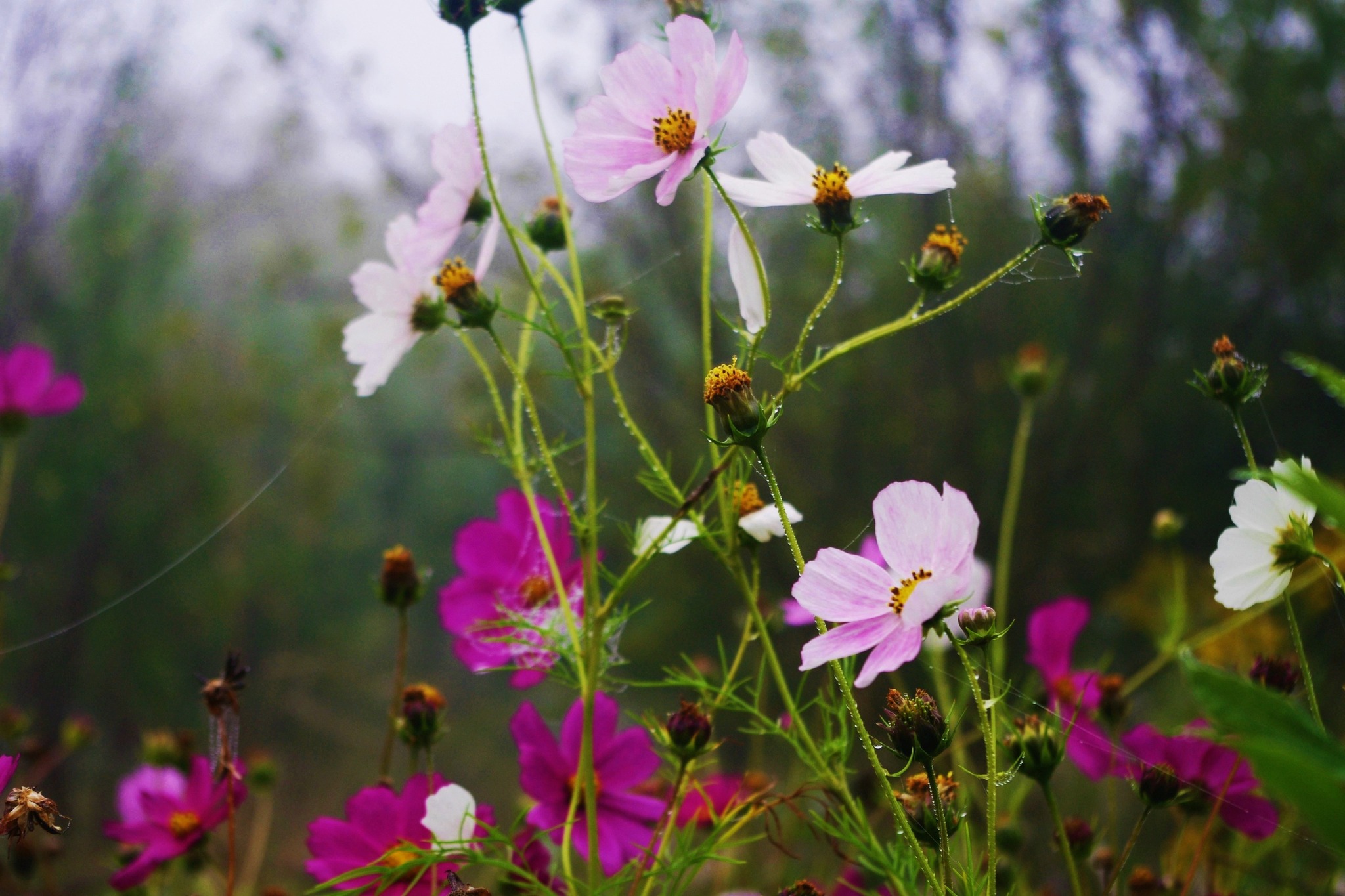 Z pamiętnika "Mój Dany Mi Świat"