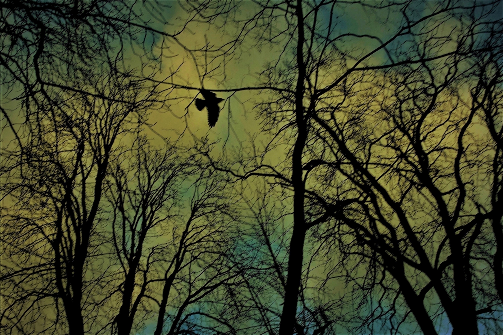 Moje ukochane drzewa, których widok zawsze mnie inspiruje. Tym razem na zdjęciu które zatytułowałam "samotność" .Kolory nieba tu są tak piękne, wydają się nierealne - zawrót głowy👍  Majestatyczne "gołe" drzewa, może tańczące, na pewno pokręcone ich konary  i między nimi na tle nieba jeden fruwający ptak .👍Zdjęcie to zrobiłam w parku, w Sanktuarium MB w Gietrzwałdzie. Zostało ono wyróżnione spośród moich zdjęć na PhotoArtMedica 2024 Zdjęcie to zostało zaprezentowane e dniach  20 maja-14czerwca 20